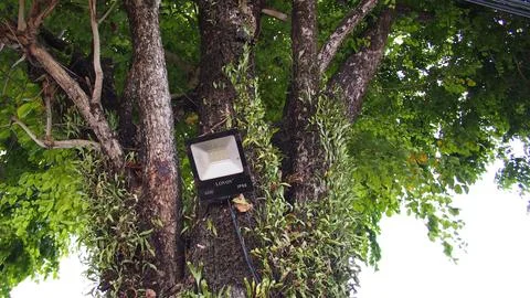 Outdoor spotlight mounted on tree Stock Photos