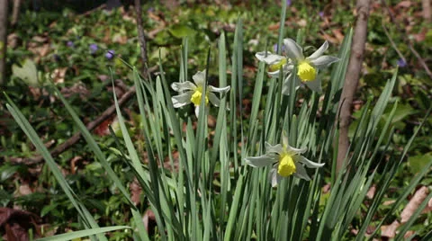 Outdoor spring narcissus Stock Footage 22732664