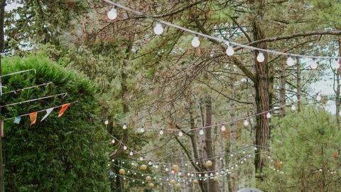 Outdoor string lights hanging among pine trees in a forest. Stock Photos