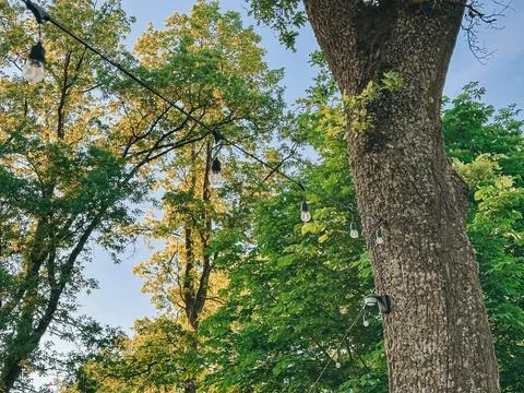 Outdoor String Lights Hanging Between Mature Trees in Lush Green Park Stock Photos