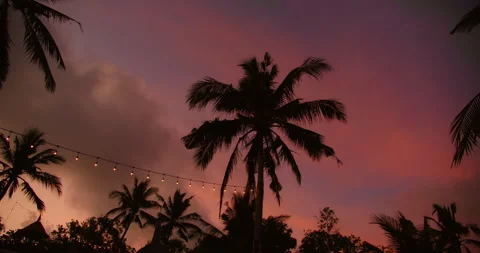 Outdoor string lights illuminating palm trees under purple sunset on tropical Stock Footage 327497669
