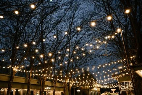 Outdoor String Lights Twinkling in Tree Canopy at Night Stock Photos