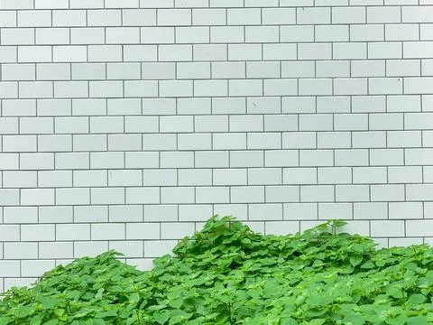 Outdoor tile wall with the tree as the background texture Foto stock