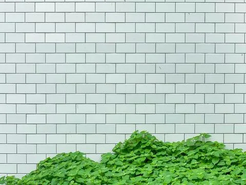 Outdoor tile wall with the tree as the background texture Foto stock