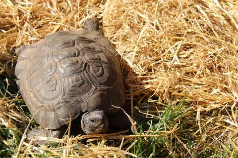Outdoor Tortoise. Foto stock