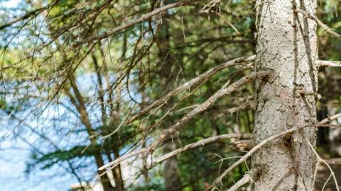 Outdoor Tree Branches Stock Photos