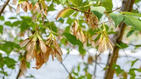 Outdoor Tree Branches 库存照片