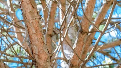 Outdoor Tree Branches Stock Photos