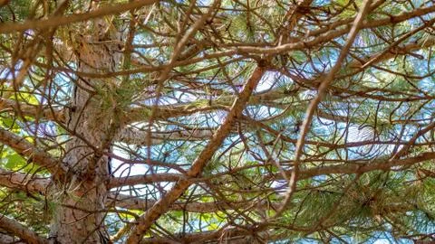 Outdoor Tree Branches Stock Photos