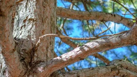 Outdoor Tree Branches Stock Photos