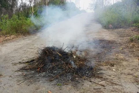 Outdoor tree burning Foto stock