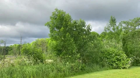 Outdoor Trees Video stock 132455629