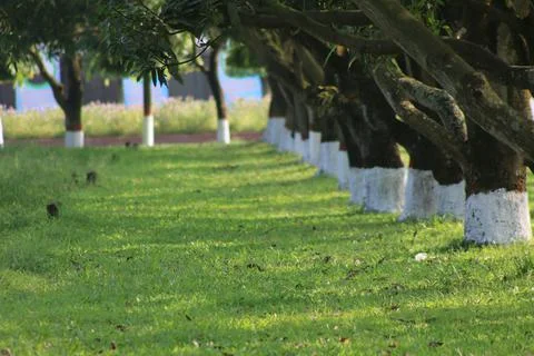 Outdoor trees in a row. Stock Photos
