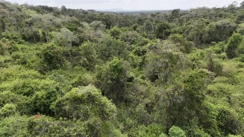 Outdoor Tropical conservancy Stock Footage 294103068