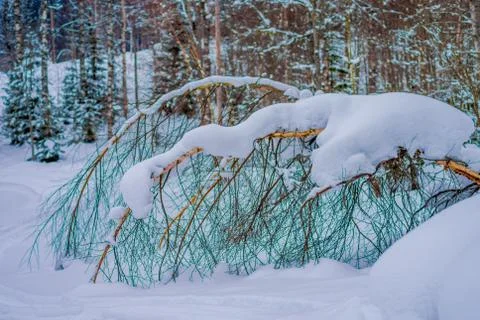 Outdoor view of dry pine tree branches covered with snow inside the forest in Stock-Fotos
