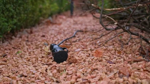 Outdoor Wet Waterproof Electric Socket Extension Cord used for Garden Lights 스톡 동영상 184846818