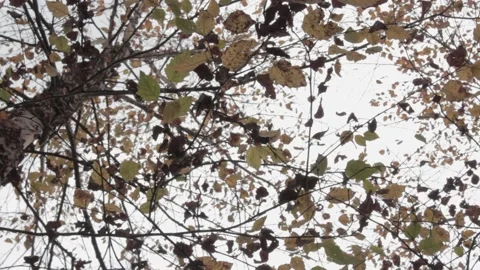 OUTDOOR WOODS TREE UNDERSHOT Stockbeeldmateriaal 168207727