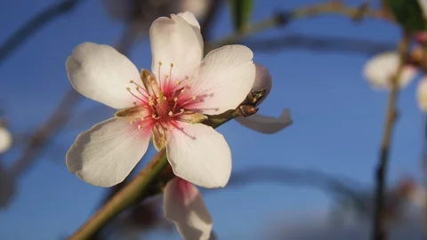 Outdoors, Day, Close-up, Lockdown, 10 Seconds Or Greater, Nature, Beauty In Stock Footage 95817595