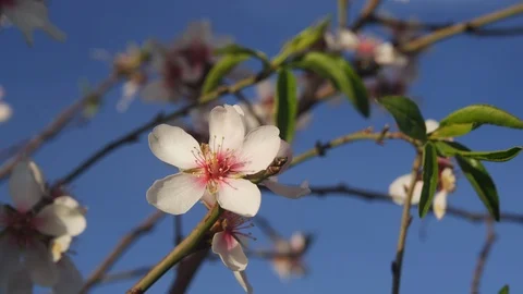 Outdoors, Day, Close-up, Lockdown, 20 Seconds Or Greater, Flower, Blossom, Video stock 95848060