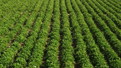 Outdoors, Day, Front View, High Angle View, Caucasian Ethnicity, Latin, Stock Footage 94074193