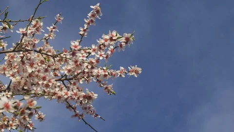 Outdoors, Day, Lockdown, Medium Shot, 10 Seconds Or Greater, Nature, Blossom, Stock Footage 95817534