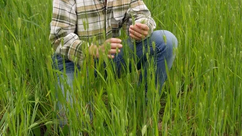 Outdoors, Day, Low Section, Crouching, Touching, Agriculture, Expertise, Medium Stock Footage 94049002