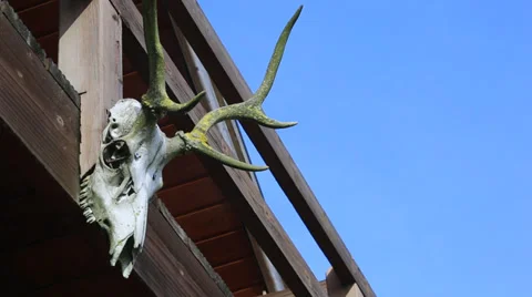 Outdoors - Deer Skull Video stock 27622376