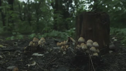 Outdoors, mushrooms, snails Stock Footage 204853643