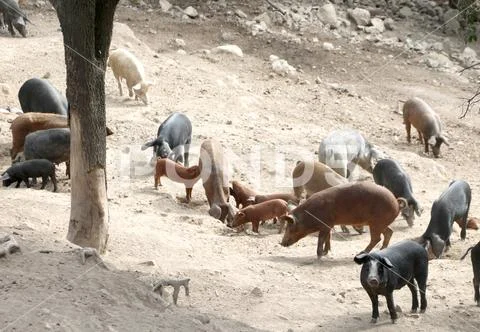 Outdoors pigsty with many pigs and piglets Stock Photos