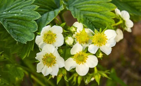 Outdoors, strawberries bloom. There will be a harvest soon Stock Photos
