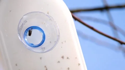 Outdoors traditional flytrap. Handmade fly trap outdoor in garden. Stock Footage 166026105