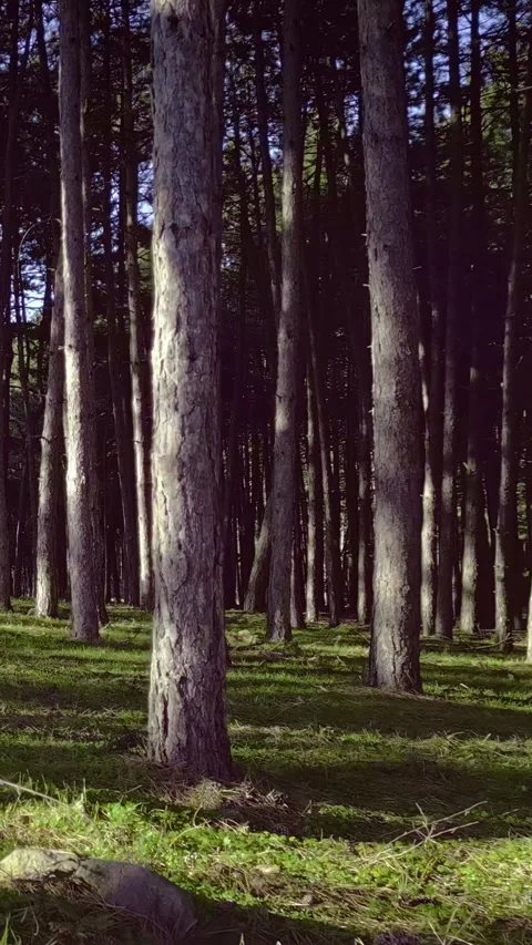 Outdoors, walking in a beautiful pine tree forest with green grass forest floor, Stock Footage 283344753