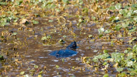 Outer Banks NC Swamp Tortoise Moving in Muddy Water Stock Footage 73027448