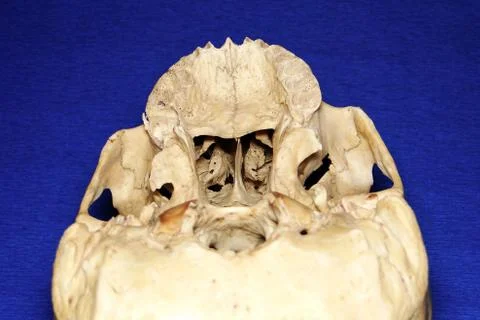 The outer base of a real human skull Stock Photos