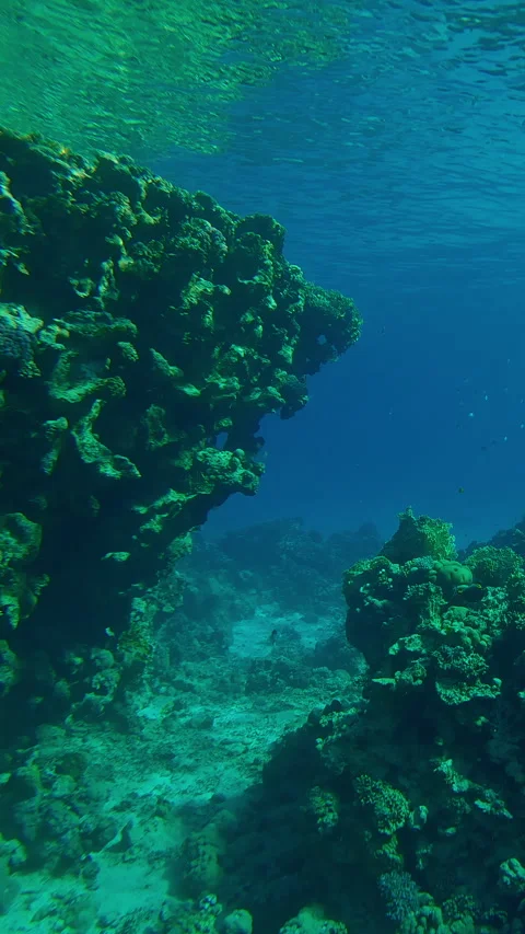 Outer coral reef against blue water in bright sunlight and in glare of sun on Stock Footage 312124380