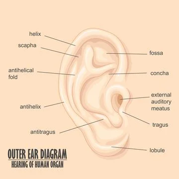 Outer Ear Diagram hearing of human organ, Vector Illustration Stock Illustration