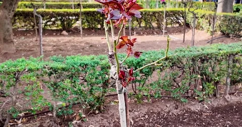 Outer gardens in front of the side facade of the Palace of Charles V in the Video stock 310073534
