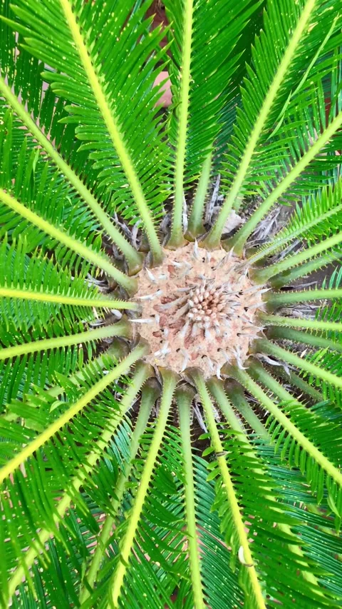Outer leaves of a palm tree and heart in the center Video stock 316594853