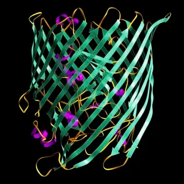 Outer membrane receptor protein molecule Stock Illustration