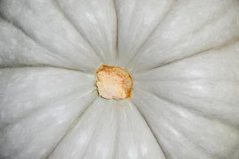 Outer portion gray interior orange fresh pumpkin tissue, fresh pumpkin Stock Photos