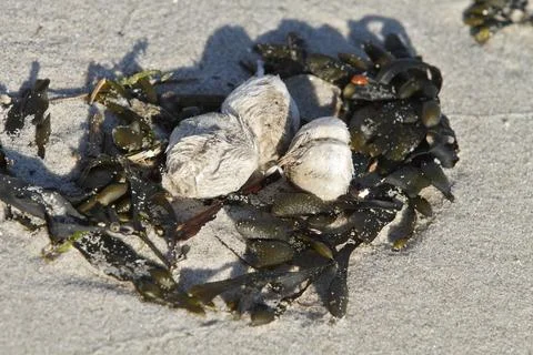 Outer shell of a sea urchin Echinoidea in the North Sea with bladder wrack Stock-Fotos