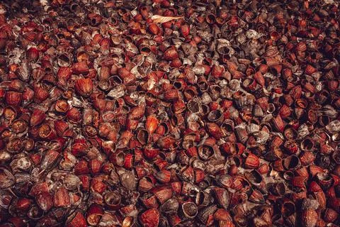Outer shells of the Cacao fruits. Shells of cocoa fruit after seeds removed Stock Photos