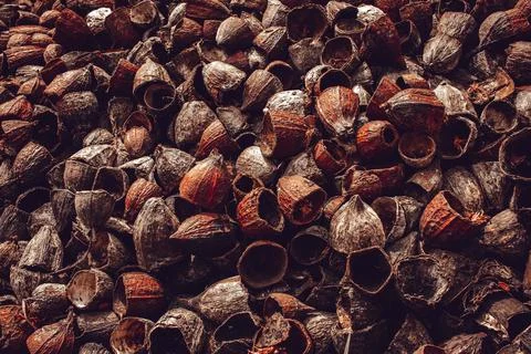 Outer shells of the Cacao fruits. Shells of cocoa fruit after seeds removed. Stock Photos