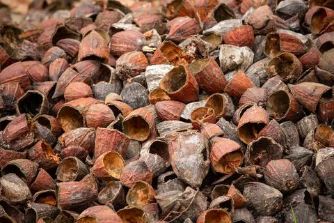 Outer shells of the Cacao fruits. Shells of cocoa fruit after seeds removed Stock Photos