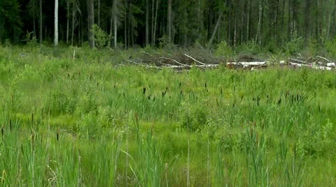 Outer wood. Stock Footage