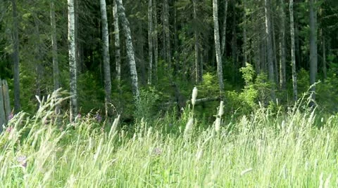 Outer wood. Stock Footage