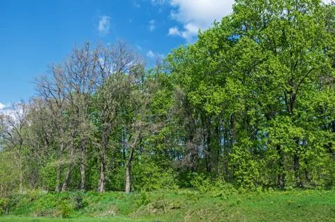 Outer wood Stock Photos