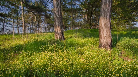 Outer Wood With Spring Flowers Stock Footage 37238506