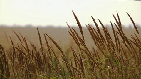 Outfield grass sways slowly wind. Real time. Stock Footage 65266513
