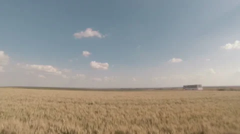 Outgoing Bus in Wheat Fields Stock Footage 24803896